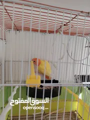  5 مجموعة طيور روز وفشر  للبيع أو البدل