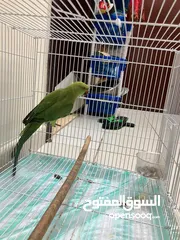  4 Green Parrot Female