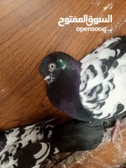  8 جوز مزهورات سود