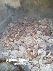  1 خبز ناشف للبيع