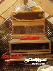  2 اقرأ الوصف صوص بلدي بلدي عالاصول وصوص حبش اصول اصول