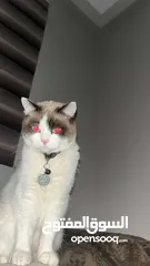  2 قط مفقود هملايا