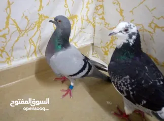  18 زاجل سباق أجواز منتجة وطبات جاهزة أبطال الابطالTob طيور نخبة تصليح وفوز من هواه أبطال المملكة للزاجل