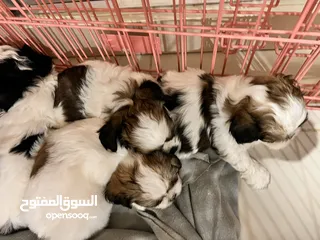  6 Shih tzu puppies pure breed