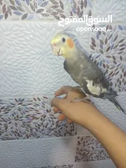  1 طير كوكتيل للبيع أليف ذكر     يصفر بصوت هادئ وليس  مزعج ويلحن أليف يأتي مع قفصه
