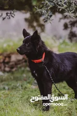  5 جيرمن شيبرد رويال بلاك