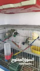  3 طيور ببغاء روز