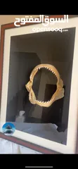  6 إطار فك المفترس نادر للبيع. القرش.     Jaws frame for sale. Shark