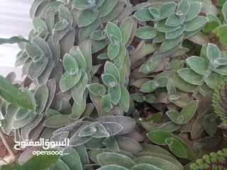  8 زريعه زينه للبيع