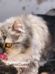  2 قطه هيمالايا  عمر 8 شهور  ما شاء الله