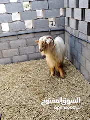  2 omani goat mail  using for female very very good very healthy