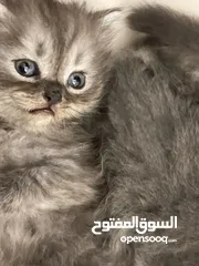  6 قطط  بصحه و عافيه