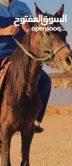  1 حصان عربي  العمر ثلاث سنوات