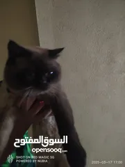  1 قط نوع سيامي للبيع