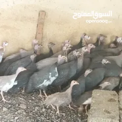  2 دجاج حبش للبيع (كانجا)