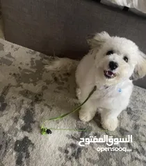  3 كلب العمر 9 اشه