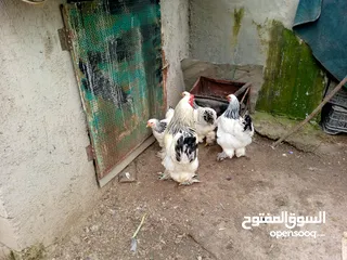  12 بيض دجاج براهمي وباكستاني