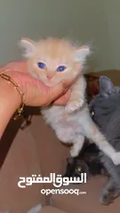  2 Mix persian kittens