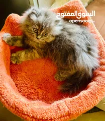  1 قطوة شيرازي عمر شهرين الا اسبوع