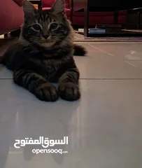  3 قط ذكر للتبني مكس بين شيرازي و بلدي لَعوب و مؤدب