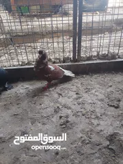  11 متاح جوز ماشاءالله موجودات طبربور