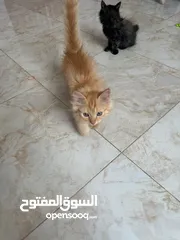  1 قطط شيرازيه للبيع