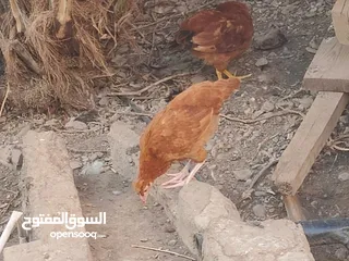  5 دجاج فرنسي