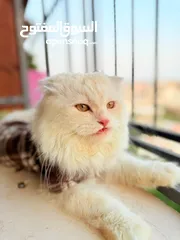  8 قط سكوتش فولد مميز منزلي اليف وسعره مناسب خالي من اي امراض او مشاكل صحية