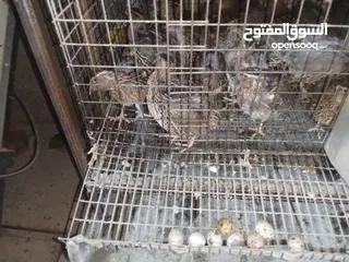  4 متاح فري لدبح او للترباي سعر  حرق حرق بسعر دينار للزوج الكمية محدودة التسليم   جسر ماركا شنلر