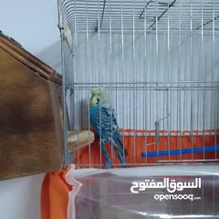  16 التواصل عبر واتس اب ببغاء كوكتيل  حجم كبير وعصافير حب مفتل و البينو وعادي عادي احجام كبيره