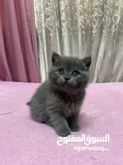  5 قطط سكوتش فولد