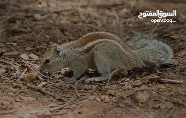  4 سنجاب صغير واجميل وا لطيف وايتوفر لأن