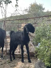  2 ما شاء الله صخله للبيع عمرها خمس شهور ونص الرقم ال محطوط فقط واتس