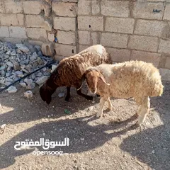  2 توم عبر للبيع