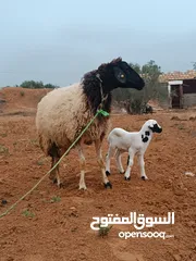  4 نعجه تحتها خروف