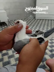  2 طيره اسطنبوليه بصلى على نبي