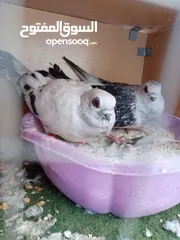 3 جوز بواز للبيع
