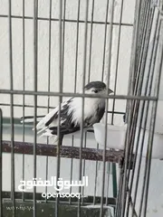  2 فحول نار وجواز