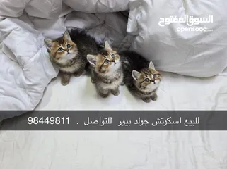  1 سكوتش بيور