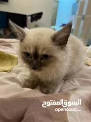  2 قطط للبيع مختلفه cat for sale  لدي مجموعه قطط 6 للبيع