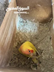  2 جوز روز لاتينيو انتاج ماكينة صلاة نبي