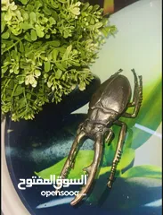  2 (Stag Beetle.)   خنفساء العملاقه ذات القرون