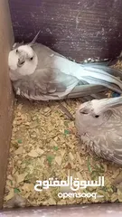  9 جوز كوكتيل وايت فيس  حبات حجب سوبر جامبو مع قفص كاسكو كبير  حجم جامبو  بصلاه على النبي قابل للتفاوض