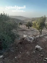  4 للبيع في صوريف مزروعة زيتون