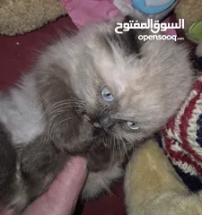  2 هملايا لينكس وهمالايا سيل تشوكلت بلو بوينت ذكور العمر شهرين ونص للجاديين فقط