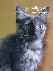  4 قطط صغيرة للبيع kitten for sale