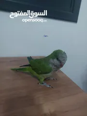  3 ببغاء كويكر