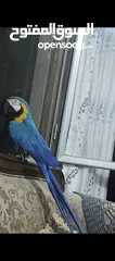  1 ببغاء مكاو Blue and Gold متكلم مواجهه اليف عجينه ثوب كامل وبجنن وافلح من ذكر الله وشوف الوصف