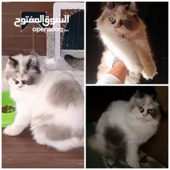 1 بسم الله ما شاء الله انثى راغدول مميزه ونضيفه حامل