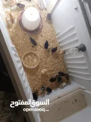 5 صيصان بلدي للبيع صحه نظيفه